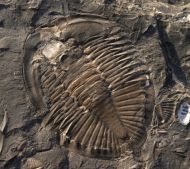 Pseudogygites latimarginatus (Hall, 1847)
