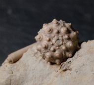 Hemicidaris intermedia (FLEMMING, 1840)