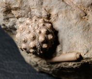 Hemicidaris intermedia (FLEMMING, 1840)