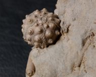 Hemicidaris intermedia (FLEMMING, 1840)