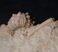 Hemicidaris intermedia (FLEMMING, 1840)