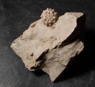 Hemicidaris intermedia (FLEMMING, 1840)