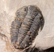 Acastella heberti Gosselet 1880