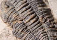 Acastella heberti Gosselet 1880