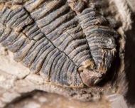 Acastella heberti Gosselet 1880