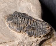 Acastella heberti Gosselet 1880