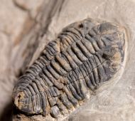 Acastella heberti Gosselet 1880