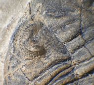 Acastella heberti Gosselet 1880