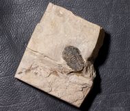 Acastella heberti Gosselet 1880