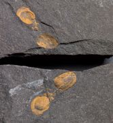 Phalagnostus nudus (Beyrich, 1845)