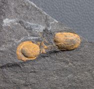 Phalagnostus nudus (Beyrich, 1845)