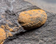 Phalagnostus nudus (Beyrich, 1845)