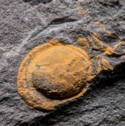 Phalagnostus nudus (Beyrich, 1845)