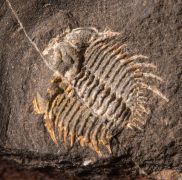 Odontopleura siemangi Hawle & Corda 1847