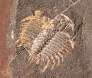 Odontopleura siemangi Hawle & Corda 1847