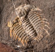 Odontopleura siemangi Hawle & Corda 1847