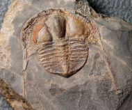 Deanaspis senftenbergi (Hawle & Corda, 1847)