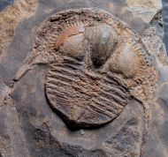 Deanaspis senftenbergi (Hawle & Corda, 1847)