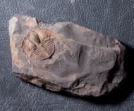 Deanaspis senftenbergi (Hawle & Corda, 1847)