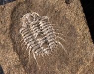 Diacanthaspis minuta (BARRANDE, 1846)