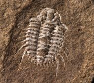 Diacanthaspis minuta (BARRANDE, 1846)