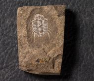 Diacanthaspis minuta (BARRANDE, 1846)