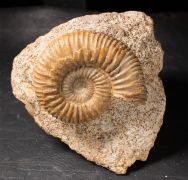 Garantiana wetzeli (Trauth, 1923)