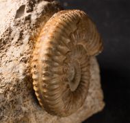 Garantiana wetzeli (Trauth, 1923)