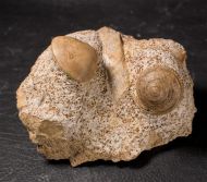 Obornella granulata (Goldfuss, 1844)  & Unicardium sp.