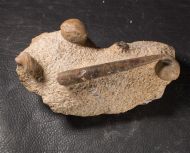 Sphaeroidothyris sphaeroidalis (Sowerby, 1818) & ?Belemnopsis sp.