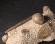 Sphaeroidothyris sphaeroidalis (Sowerby, 1818) & ?Belemnopsis sp.