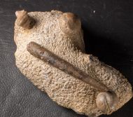 Sphaeroidothyris sphaeroidalis (Sowerby, 1818) & ?Belemnopsis sp.