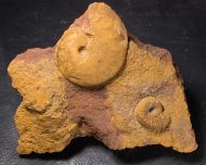 Oxycerites limosus (Buckman, 1925) & Polyplectites cf dorni (Roch�, 1939)