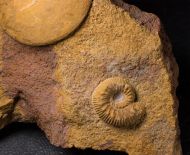 Oxycerites limosus (Buckman, 1925) & Polyplectites cf dorni (Roch�, 1939)