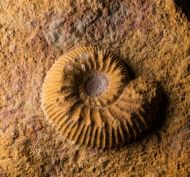 Oxycerites limosus (Buckman, 1925) & Polyplectites cf dorni (Roch�, 1939)