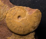 Oxycerites limosus (Buckman, 1925) & Polyplectites cf dorni (Roch�, 1939)