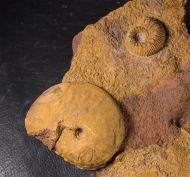 Oxycerites limosus (Buckman, 1925) & Polyplectites cf dorni (Roch�, 1939)