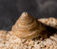 Amphitrochus duplicatus (J. Sowerby, 1817)