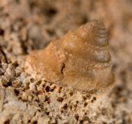 Amphitrochus duplicatus (J. Sowerby, 1817)