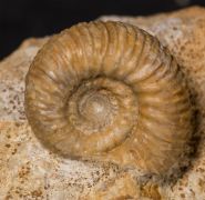 Stephanoceras umbilicus (Quenstedt, 1886)