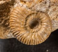 Stephanoceras umbilicus (Quenstedt, 1886)