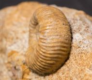 Stephanoceras umbilicus (Quenstedt, 1886)