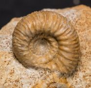 Stephanoceras umbilicus (Quenstedt, 1886)