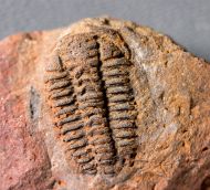 Placoparia zippeii (Boeck, 1827)