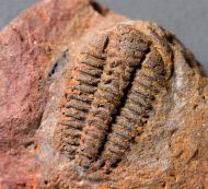 Placoparia zippeii (Boeck, 1827)