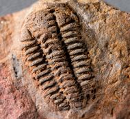 Placoparia zippeii (Boeck, 1827)