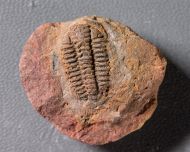 Placoparia zippeii (Boeck, 1827)