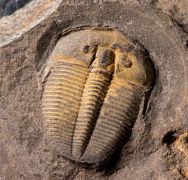 Aulacopleura konincki (BARRANDE, 1846)