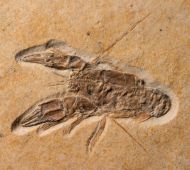 Eryma modestiformes SCHLOTHEIM  1822