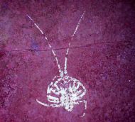 Palinurina tenera Oppel, 1862